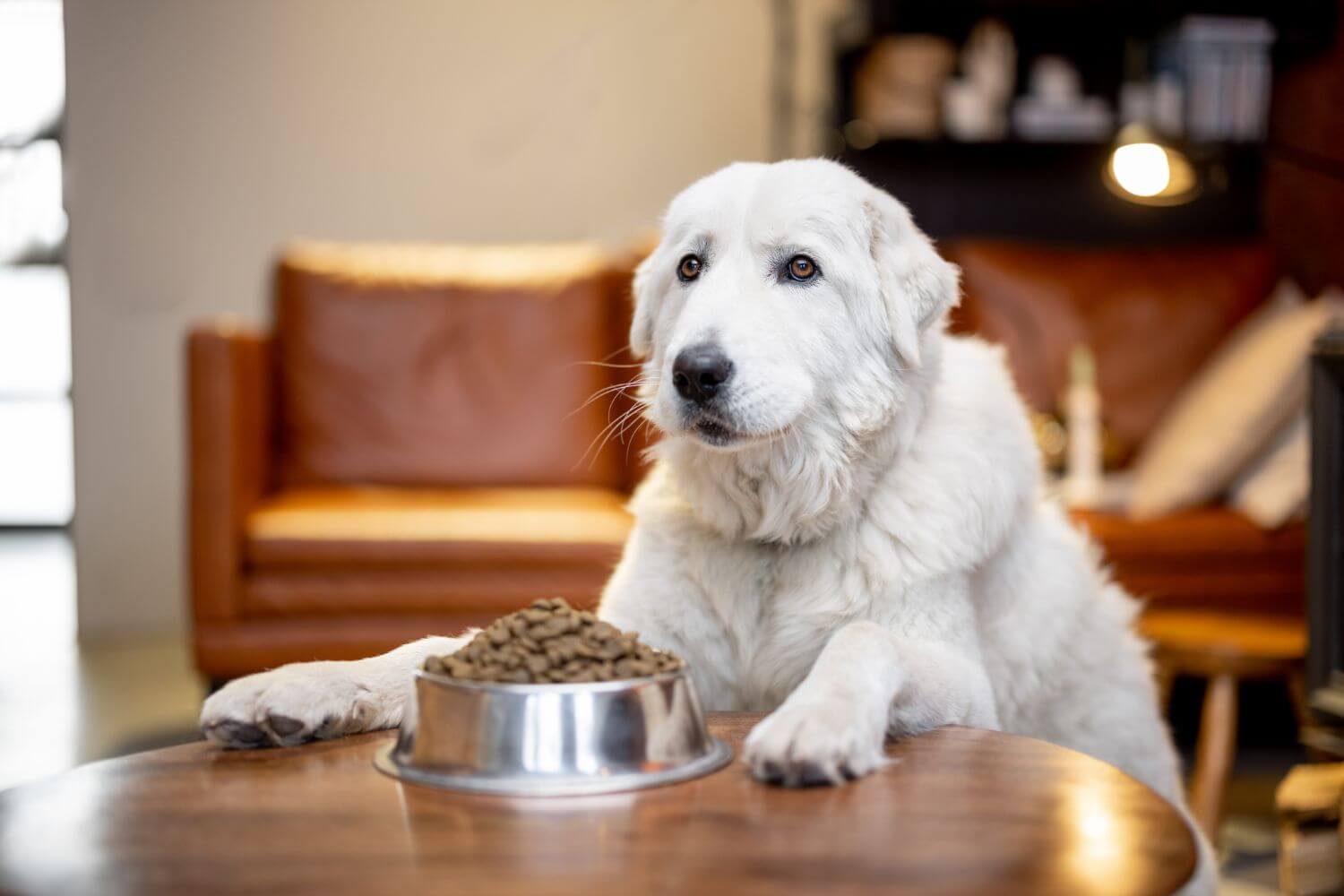 Top 5 Dog Food for Picky Eaters