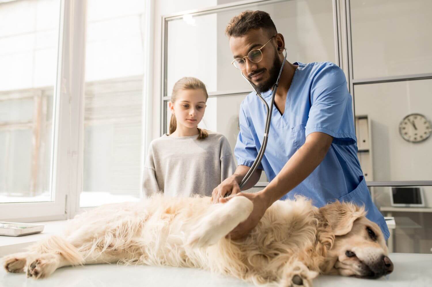 What Is Veterinary Cardiology?