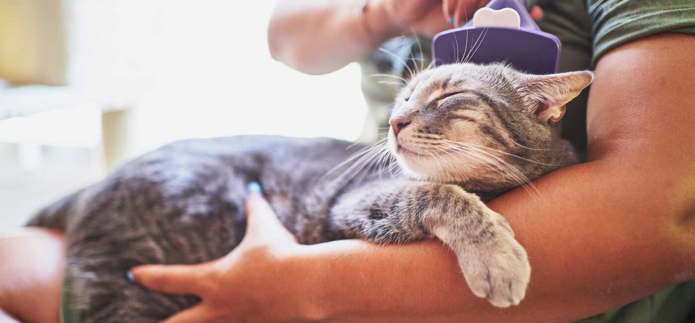 Constant Scratching? How to Identify and Soothe Your Itchy Pet