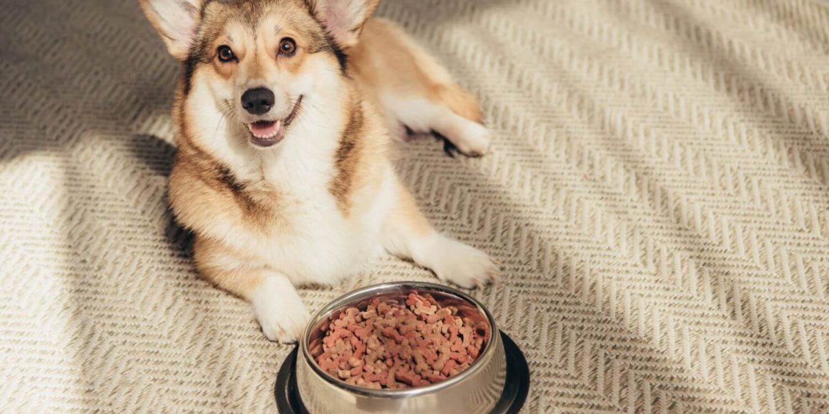 epicpaws-dog-food-blog (2)